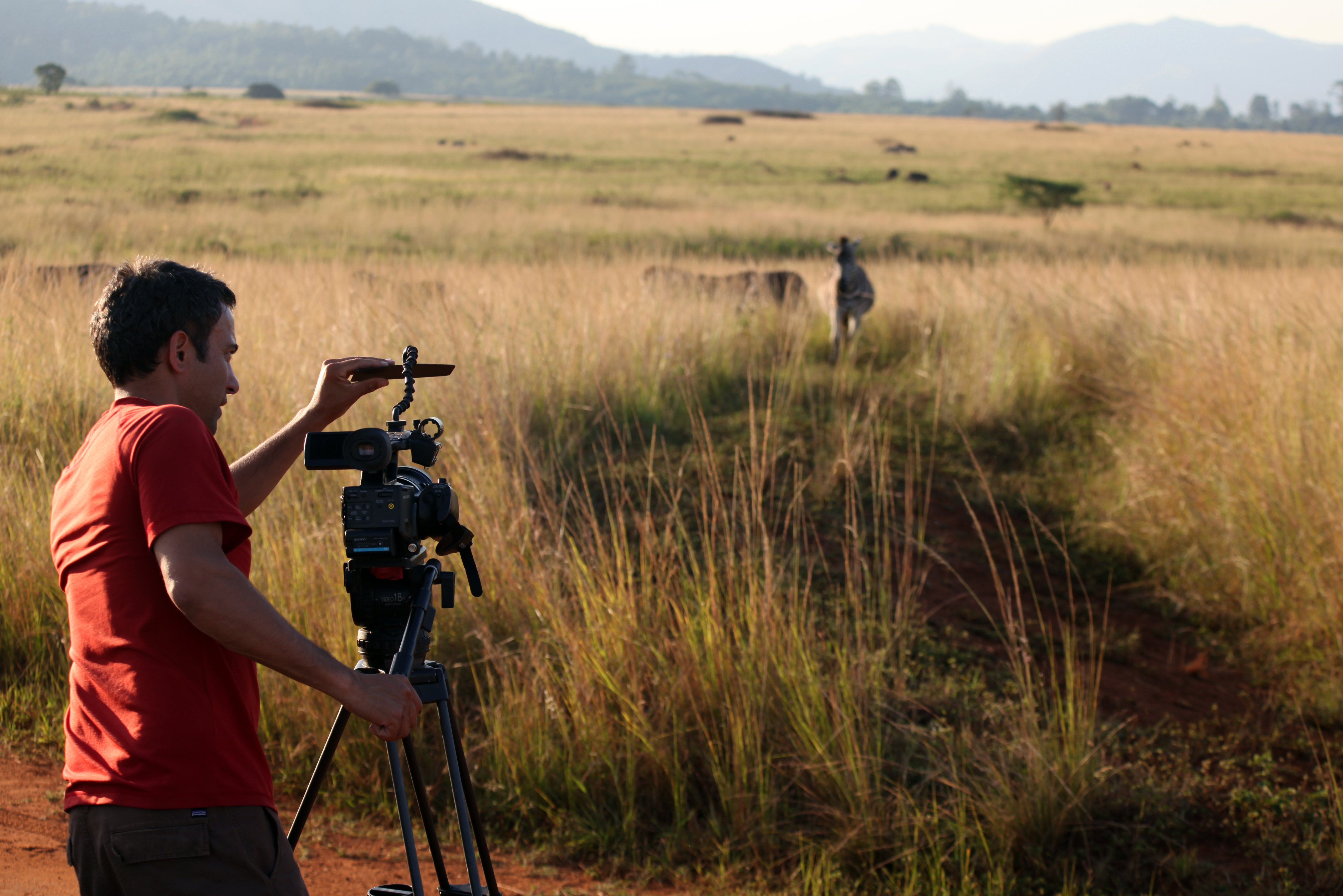 COMPACT lens shade, John Mans, Africa zebra